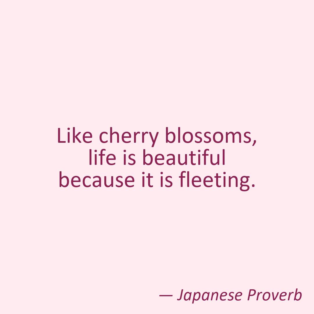 Cherry Blossom Instagram quote template example